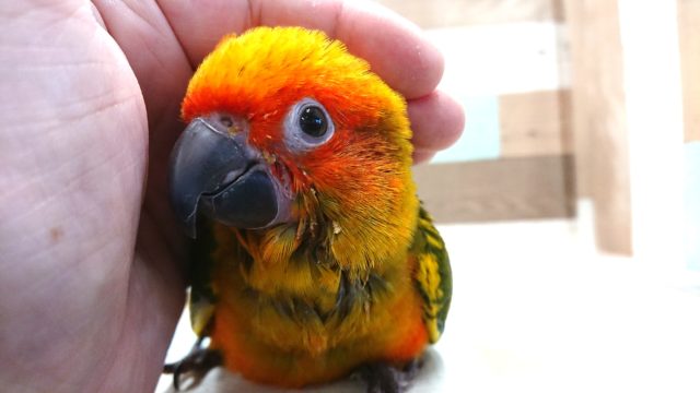 コガネメキシコインコ