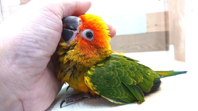 コガネメキシコインコ