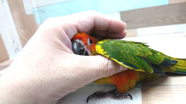 コガネメキシコインコ