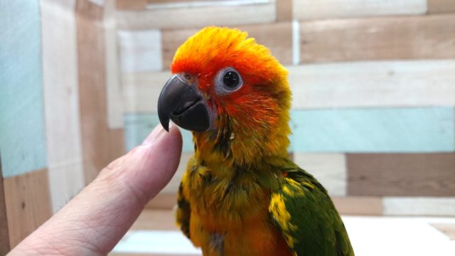 コガネメキシコインコ