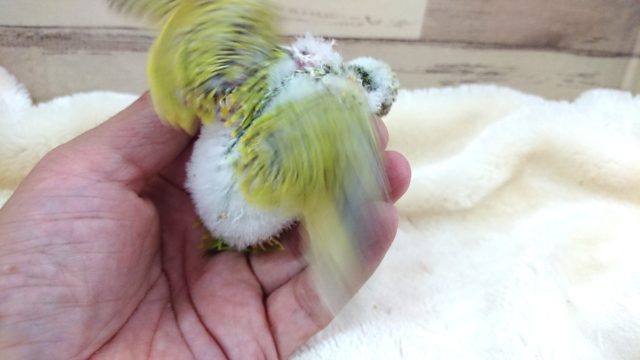 セキセイインコ