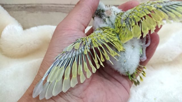 セキセイインコ