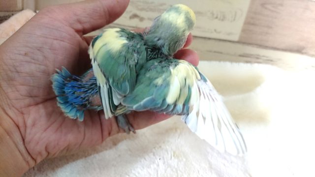 コザクラインコ（小桜インコ）