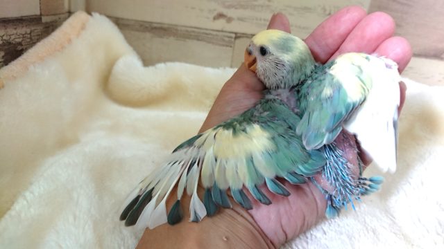 コザクラインコ（小桜インコ）