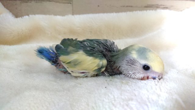 コザクラインコ（小桜インコ）