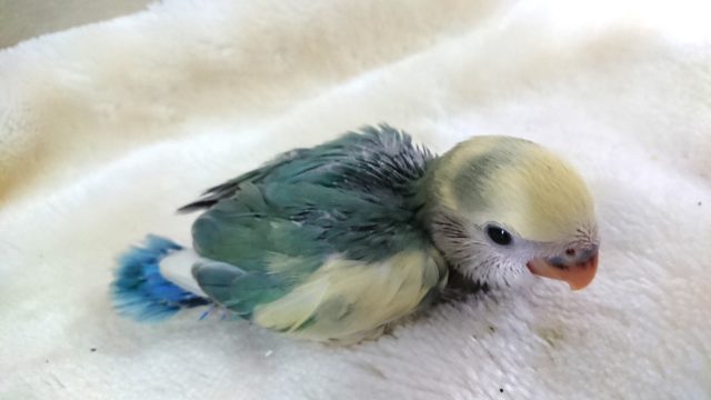 コザクラインコ（小桜インコ）