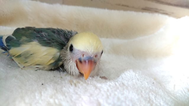 コザクラインコ（小桜インコ）