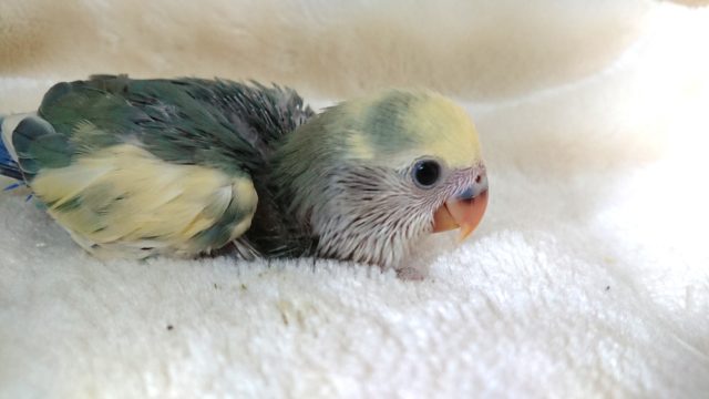 コザクラインコ（小桜インコ）