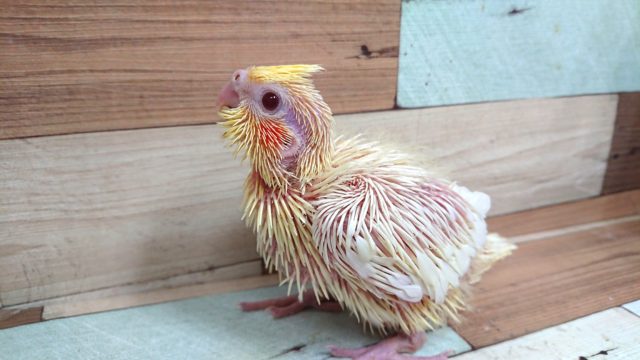 オカメインコ
