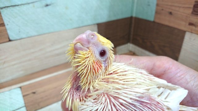 オカメインコ