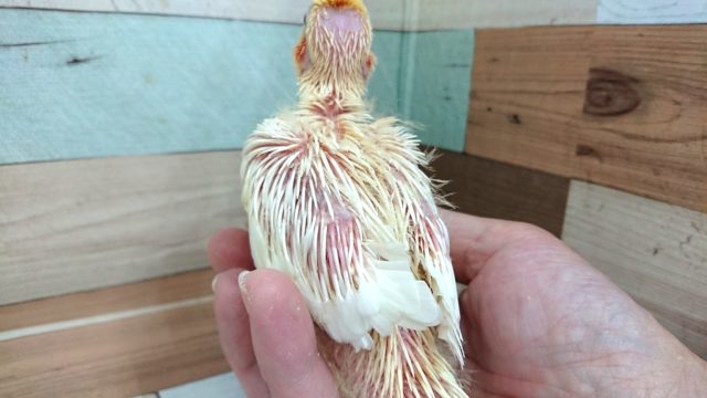 オカメインコ