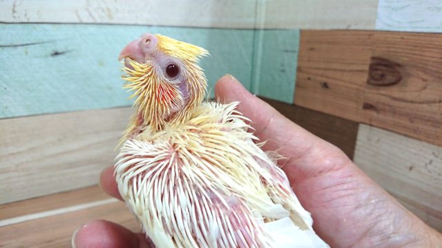 オカメインコ