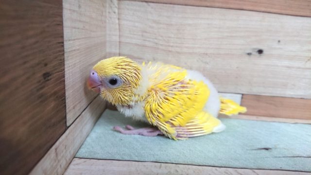 セキセイインコ