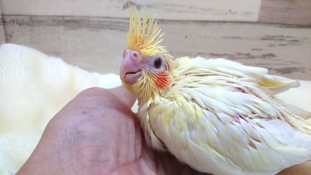 オカメインコ