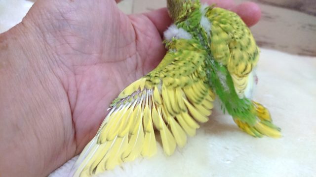 人気っ 上がってます〜☆ セキセイインコ スパングル 2021 9月30日 セキセイインコ