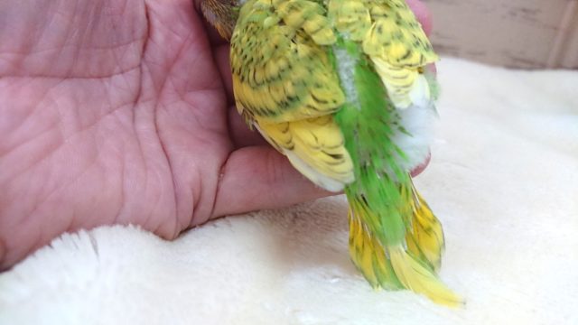 人気っ 上がってます〜☆ セキセイインコ スパングル 2021 9月30日 セキセイインコ