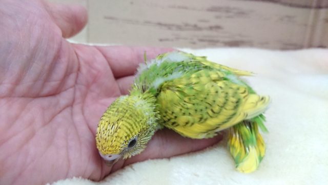 人気っ 上がってます〜☆ セキセイインコ スパングル 2021 9月30日 セキセイインコ