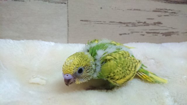 人気っ 上がってます〜☆ セキセイインコ スパングル 2021 9月30日 セキセイインコ
