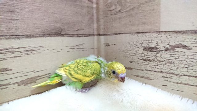人気っ 上がってます〜☆ セキセイインコ スパングル 2021 9月30日 セキセイインコ