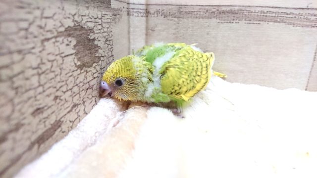 人気っ 上がってます〜☆ セキセイインコ スパングル 2021 9月30日 セキセイインコ