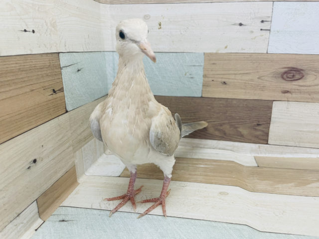 プラケースの上が定位置★ジュズカケバト! ジュズカケバト