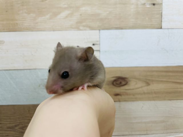 ゴールデンハムスター