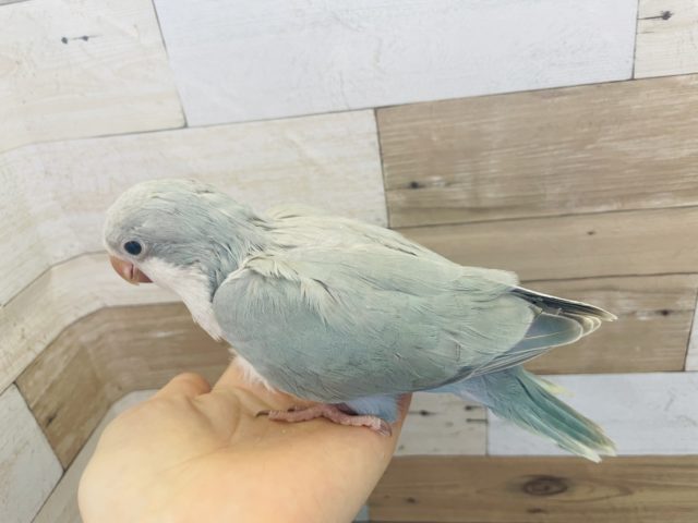 オキナインコ