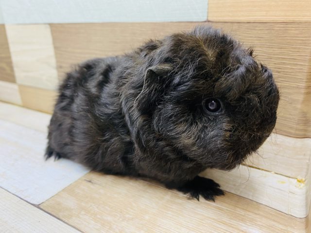 テッセルモルモット