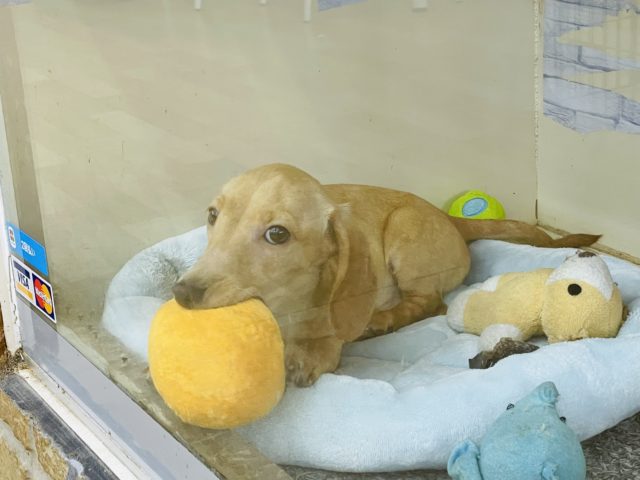 ミニチュアダックス