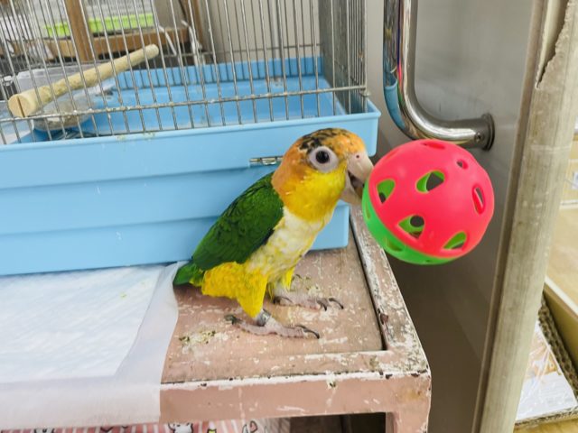 シロハラインコ