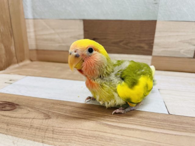 コザクラインコ（小桜インコ）