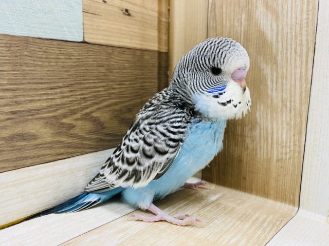 ジャンボセキセイインコ