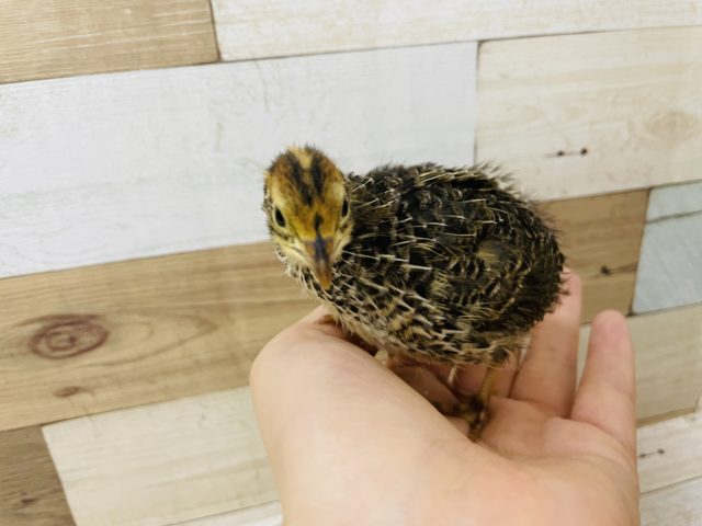 ヒメウズラ・並ウズラ