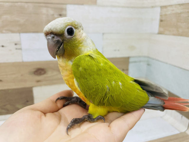 ホオミドリウロコインコ