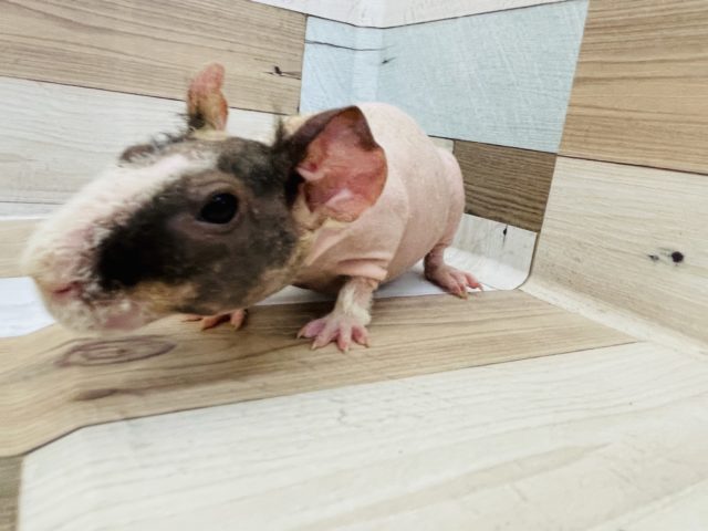 ウェアウルフ（スキニーギニアピッグ）