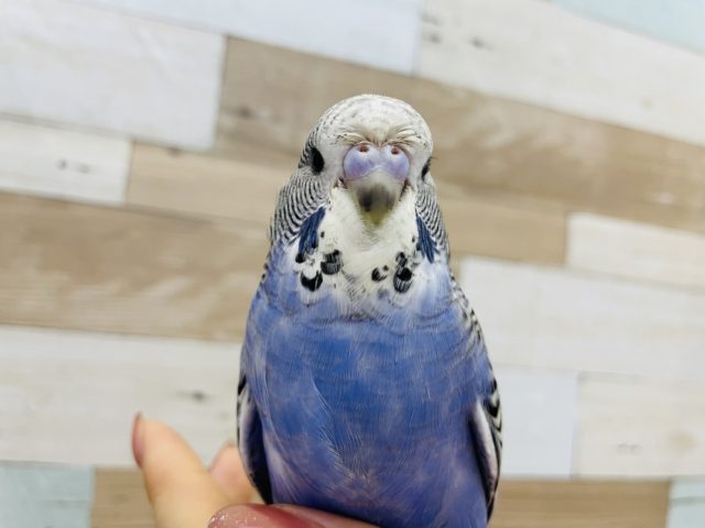 ジャンボセキセイインコ