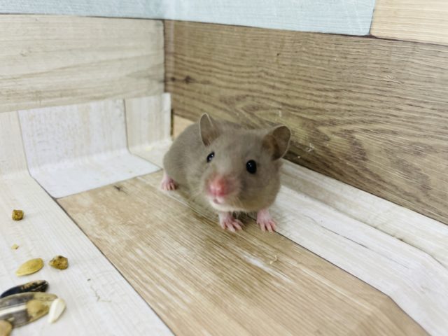 レアカラーの可愛い子♥ゴールデンハムスターくん(ダヴ) ゴールデンハムスター