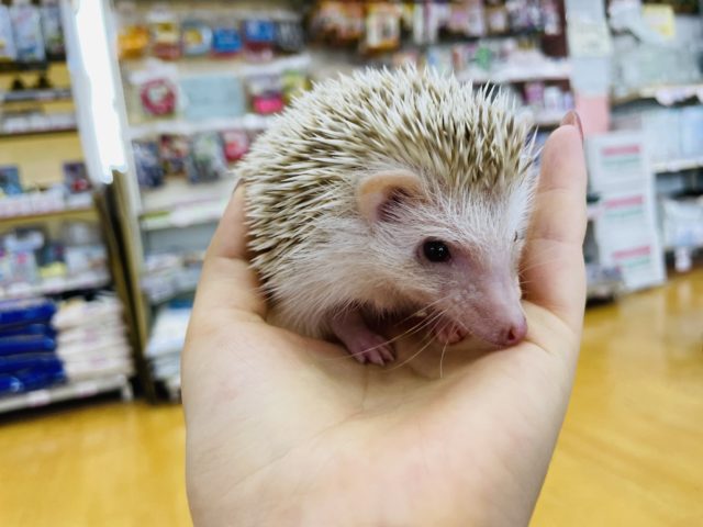 ハリネズミ（ヨツユビハリネズミ）