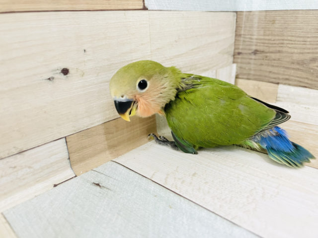 コザクラインコ（小桜インコ）