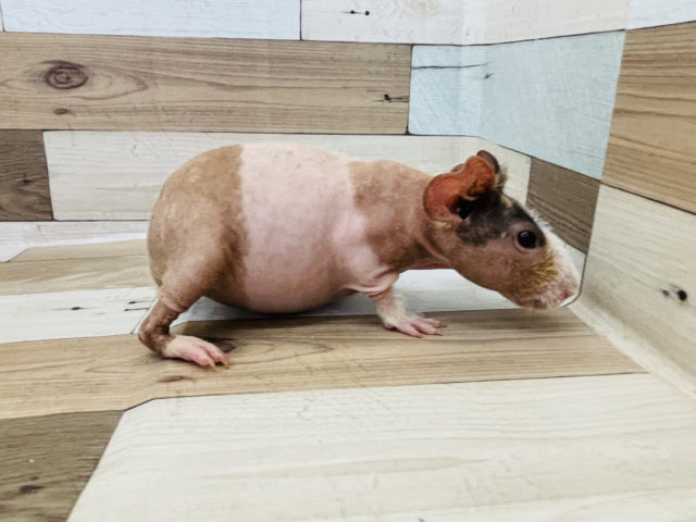 ウェアウルフ（スキニーギニアピッグ）