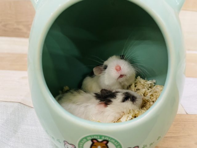  ロボロフスキーハムスター