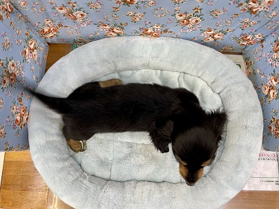 ミニチュアダックス