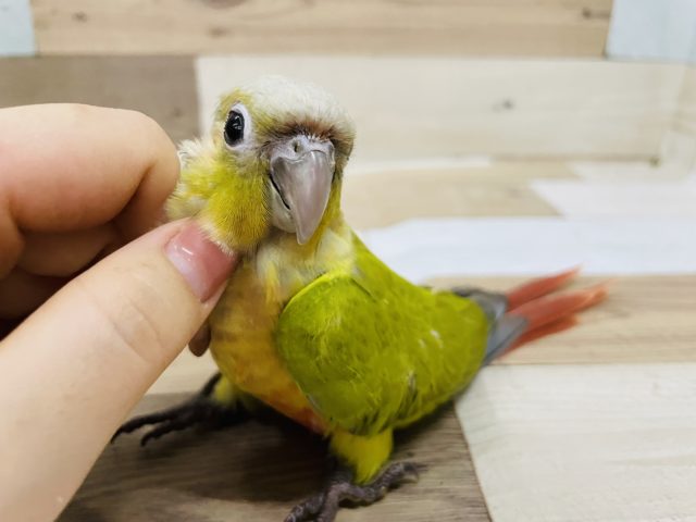 ホオミドリウロコインコ