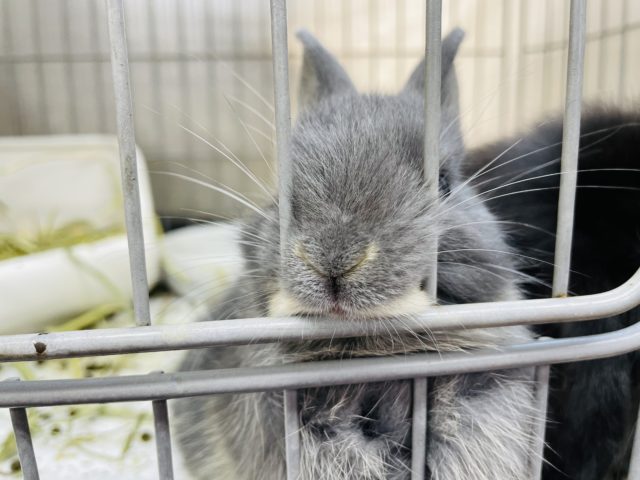 ネザーランドドワーフ