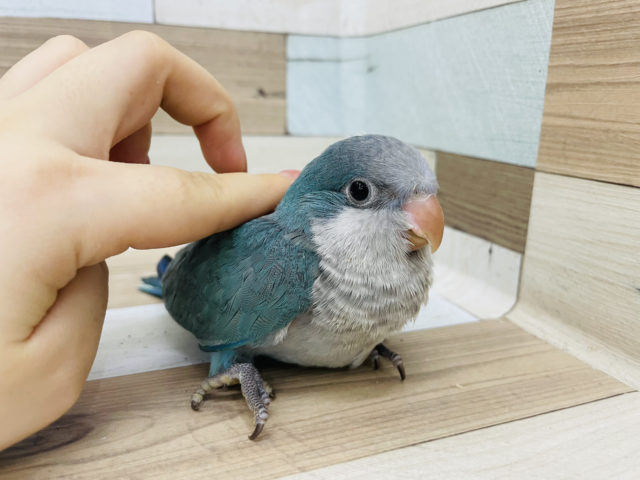 オキナインコ