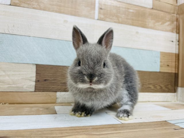 ネザーランドドワーフ