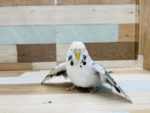 飛ぶよ!?ポーズが激かわ♥ジャンボセキセイインコ! ジャンボセキセイインコ