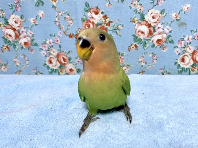 コザクラインコ（小桜インコ）
