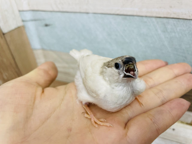 錦花鳥（キンカチョウ）