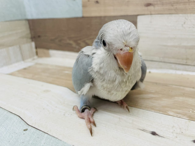 オキナインコ